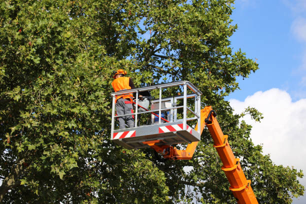 Winsted, MN Tree Services Company