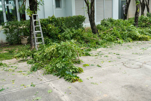 How Our Tree Care Process Works  in Winsted, MN